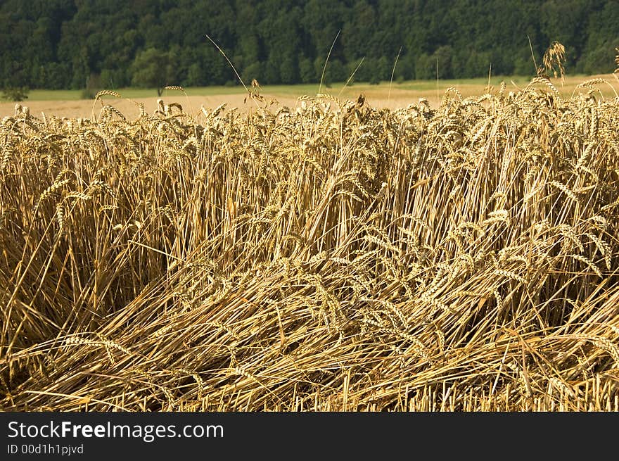 Wheat ready to get harvested. Wheat ready to get harvested.