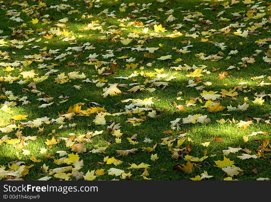 Maple autumn leaves on the ground with sunny spots. With space for copy. Maple autumn leaves on the ground with sunny spots. With space for copy.