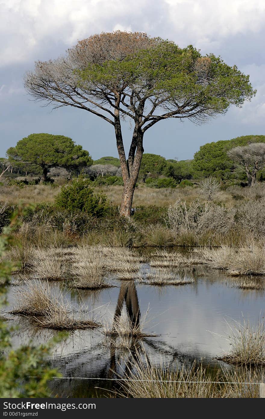 Tree Reflection