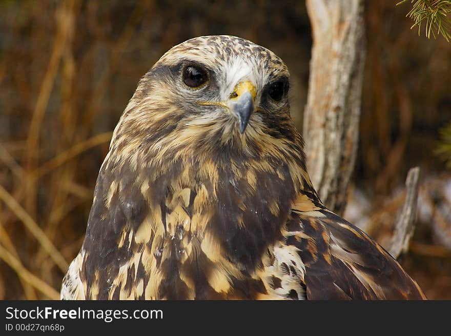 Rough-legged Hawk (Buteo lagopus), portrait with bush as background. Rough-legged Hawk (Buteo lagopus), portrait with bush as background