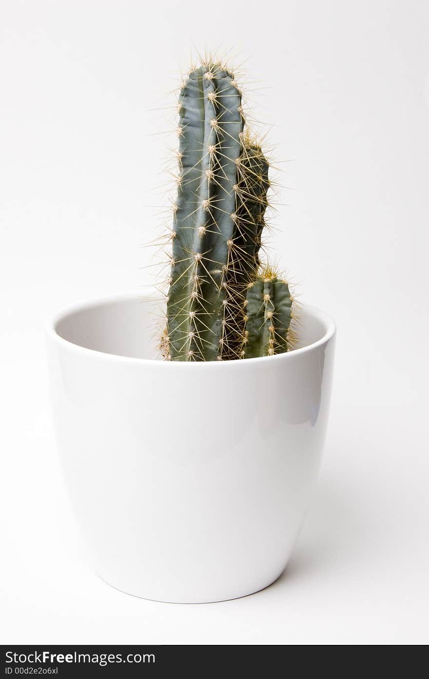 Cactus