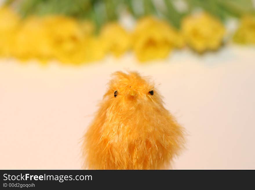 Yellow chicken baby in tulips background