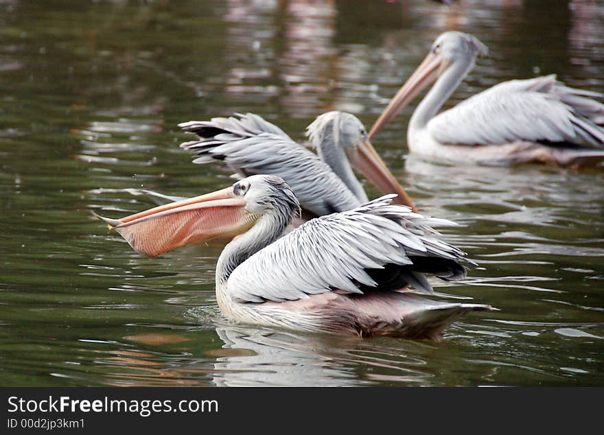 Pelican feeding