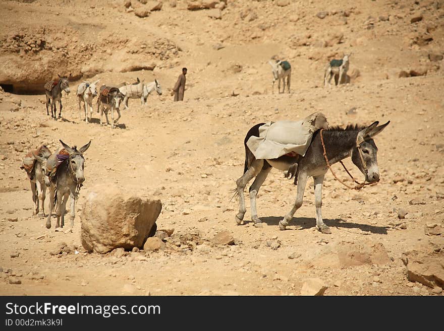 A line of donkeys working hard near a temple in Luxor - Egypt. A line of donkeys working hard near a temple in Luxor - Egypt.