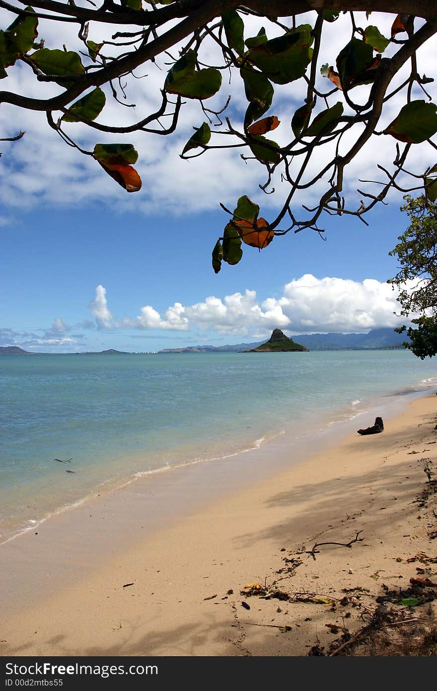 Paradise beach framed by a tree