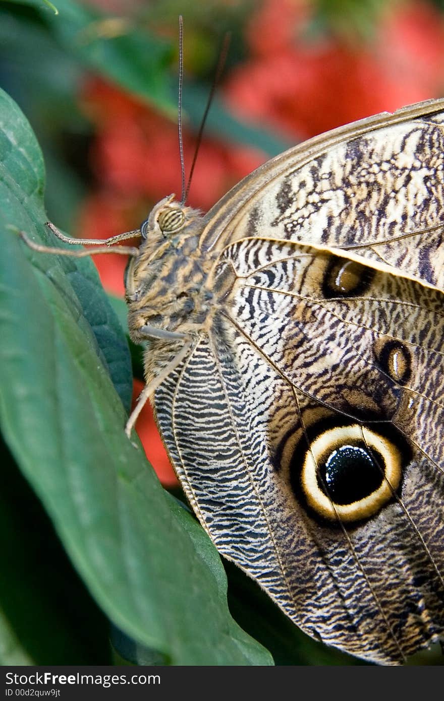 Side view of an Owl Butterfly (Caligo eurilochus).