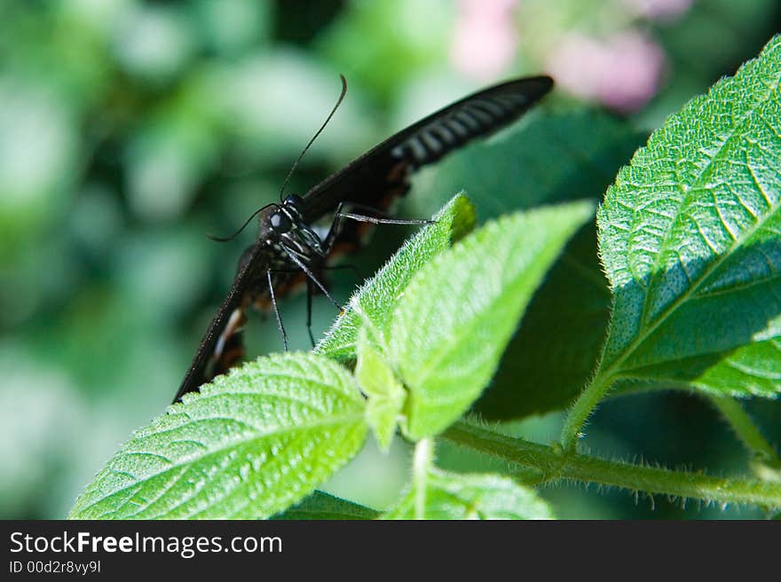 Close-up on the front of a Great Mormon Butterfly (Papilio memnon)