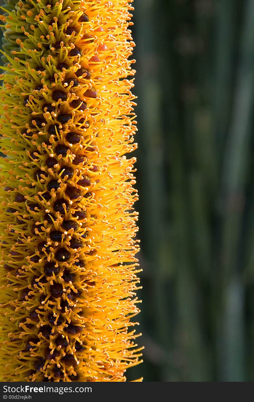 Close-up on the orange stamens from an Aloe flower.