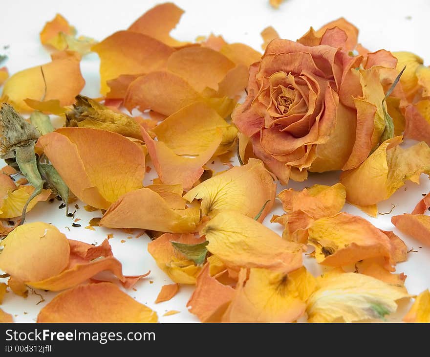 Scattered red rose buds and petals over white background. Scattered red rose buds and petals over white background