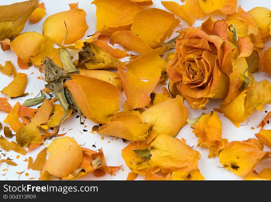 Scattered red rose buds and petals over white background. Scattered red rose buds and petals over white background