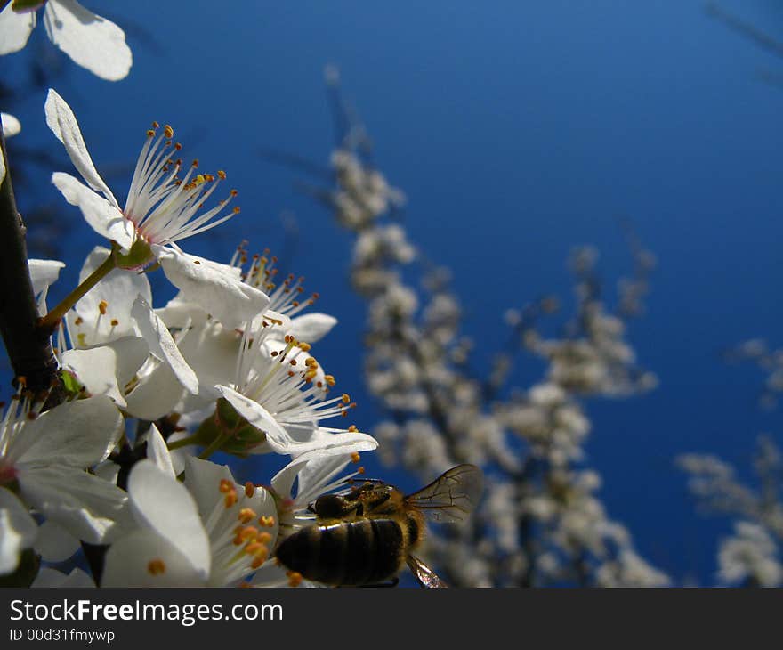 Honey bee on a flower. Honey bee on a flower