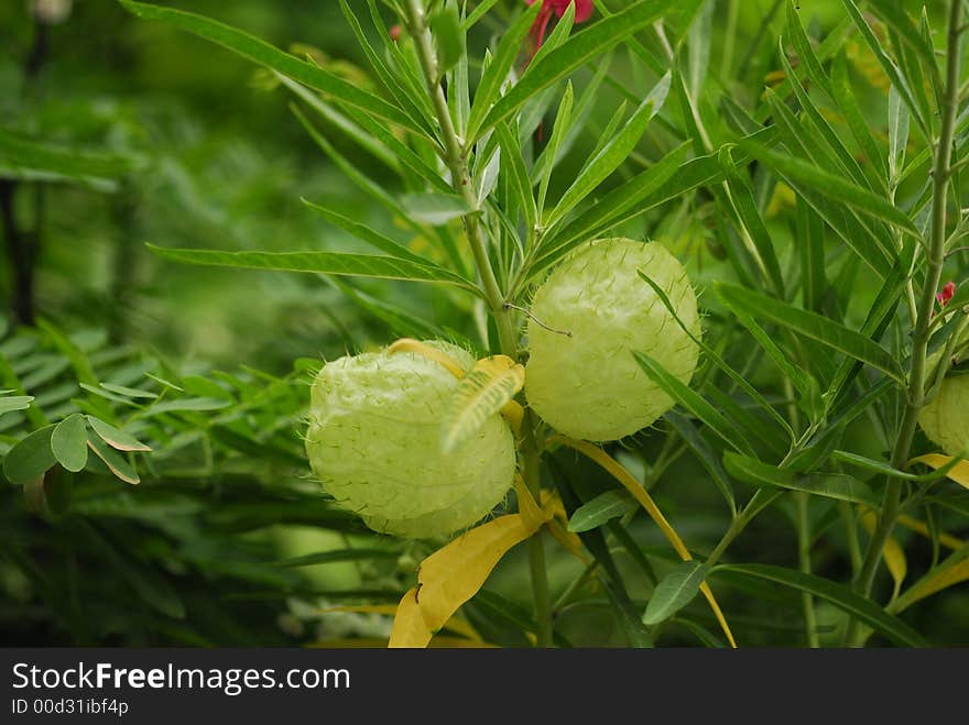 Lantern fruits