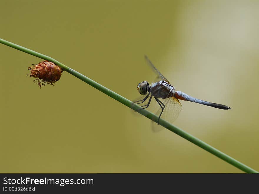 A dragonfly resting in the ponds. A dragonfly resting in the ponds