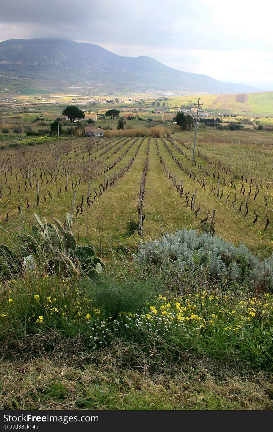 Contry view: Vineyards cultivations