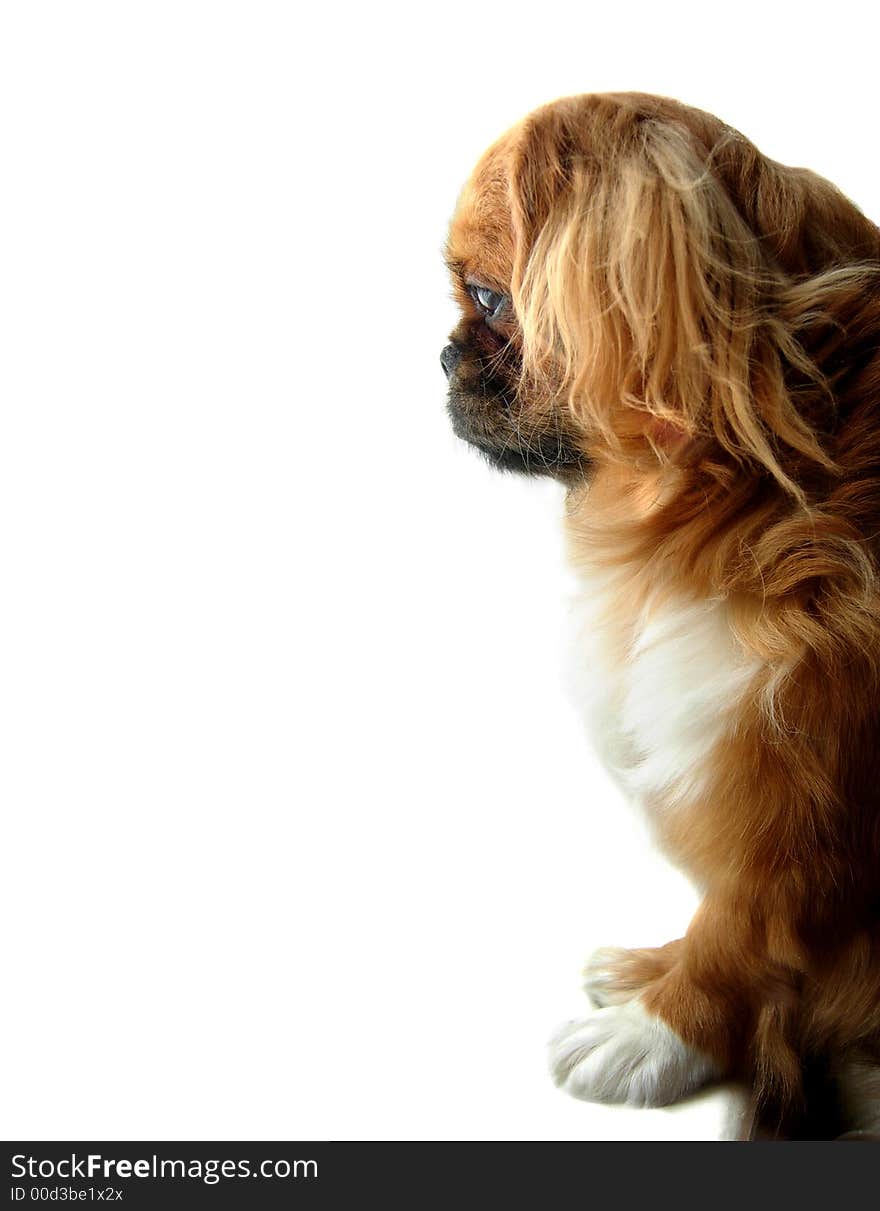 beautiful puppy on white background. beautiful puppy on white background