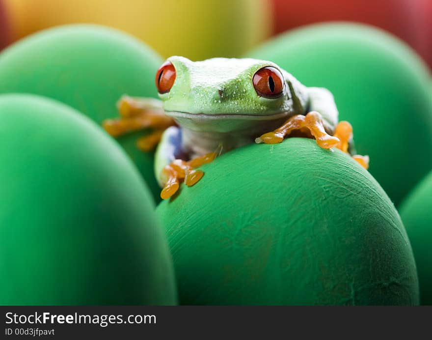 Frog and eggs