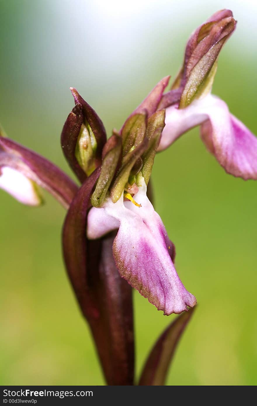 Orchis Collina is a rare and seasonal  sicilian flower