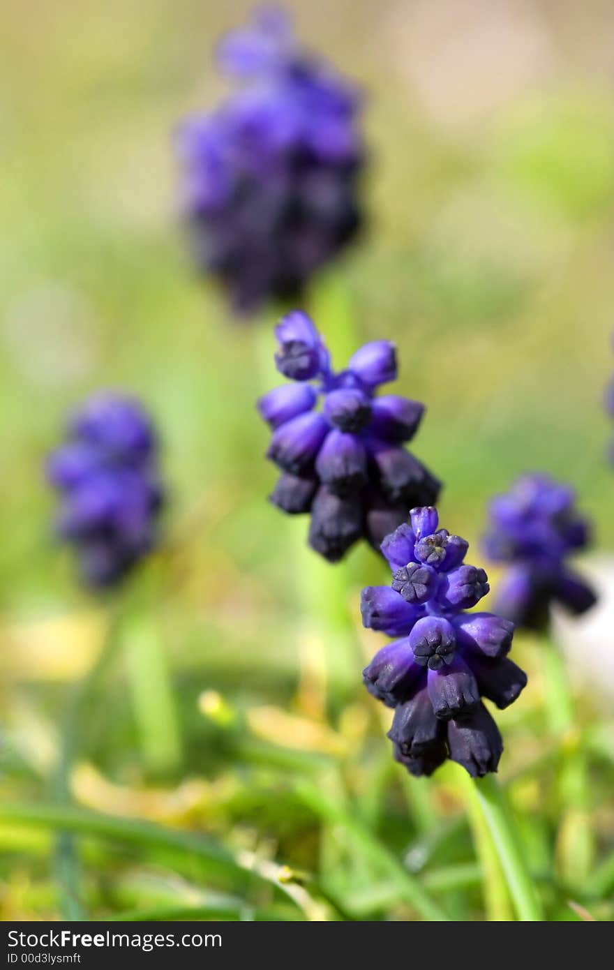 Blue Flowers is a seasonal sicilian flower