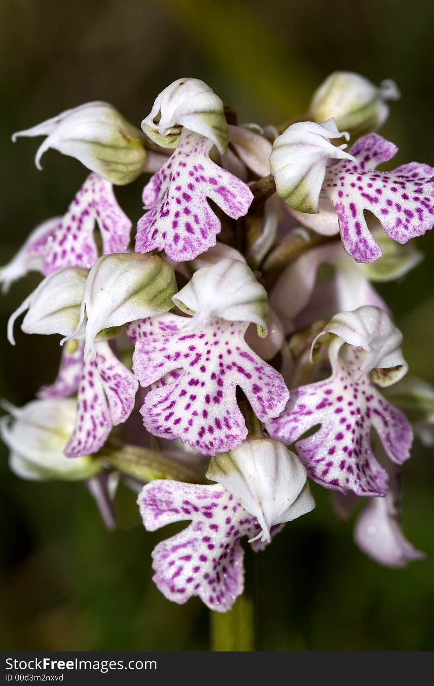 Orchis Lactea is a rare and seasonal sicilian flower