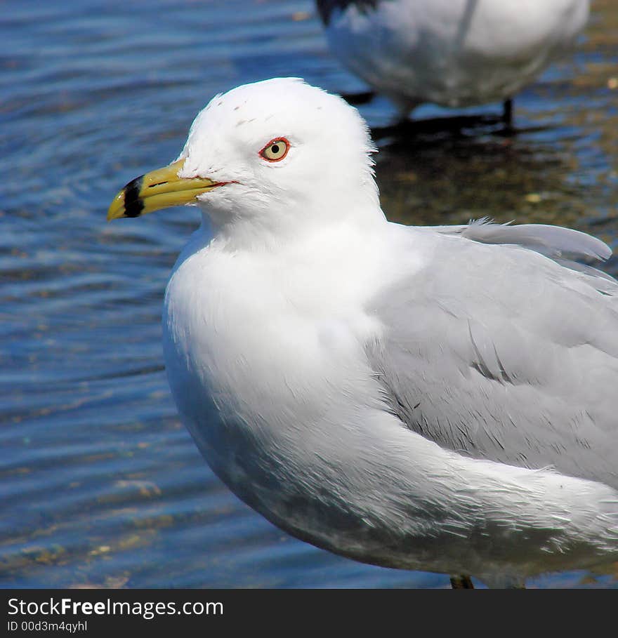 This is a seagull in the grass. I think there very resourceful birds.