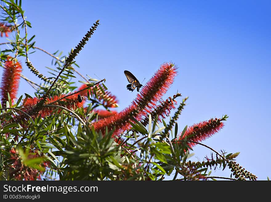 A bottle brush tree in full bloom attracts butterfly. A bottle brush tree in full bloom attracts butterfly.