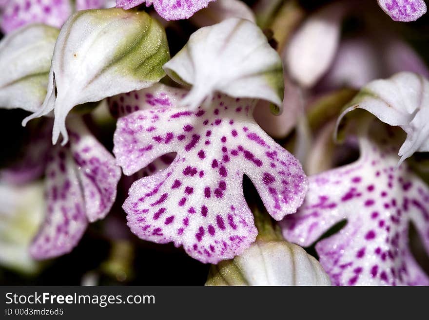 Orchis Lactea is a rare and seasonal  sicilian flower