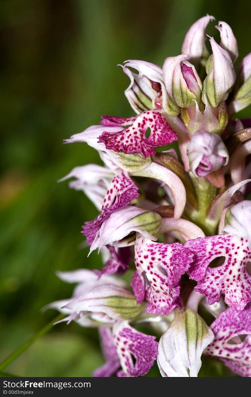 Orchis Lactea is a rare and seasonal  sicilian flower