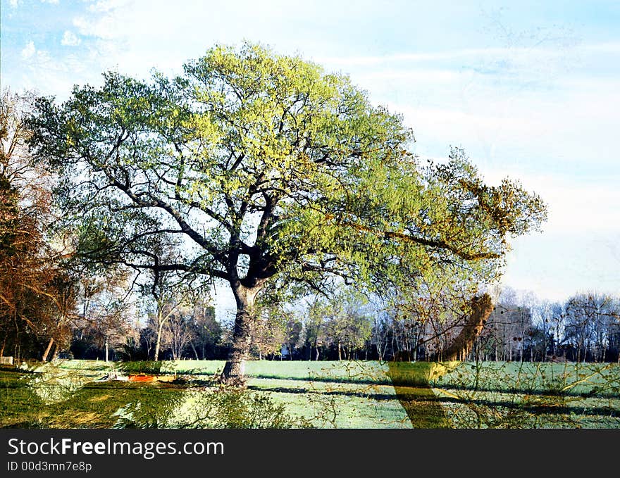 Abstract image of overlayed trees and sky images. Abstract image of overlayed trees and sky images