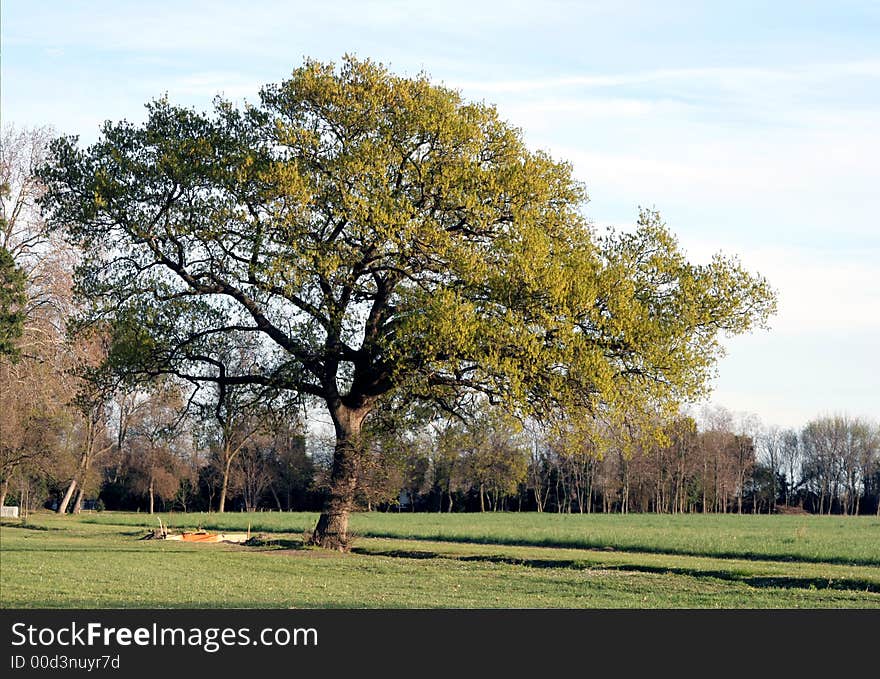 Nice view of large tree late afternoon. Nice view of large tree late afternoon