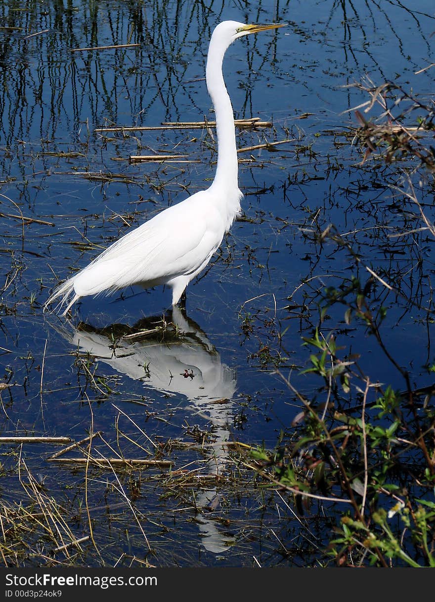 Thisd is a white egret,found in largo florida.