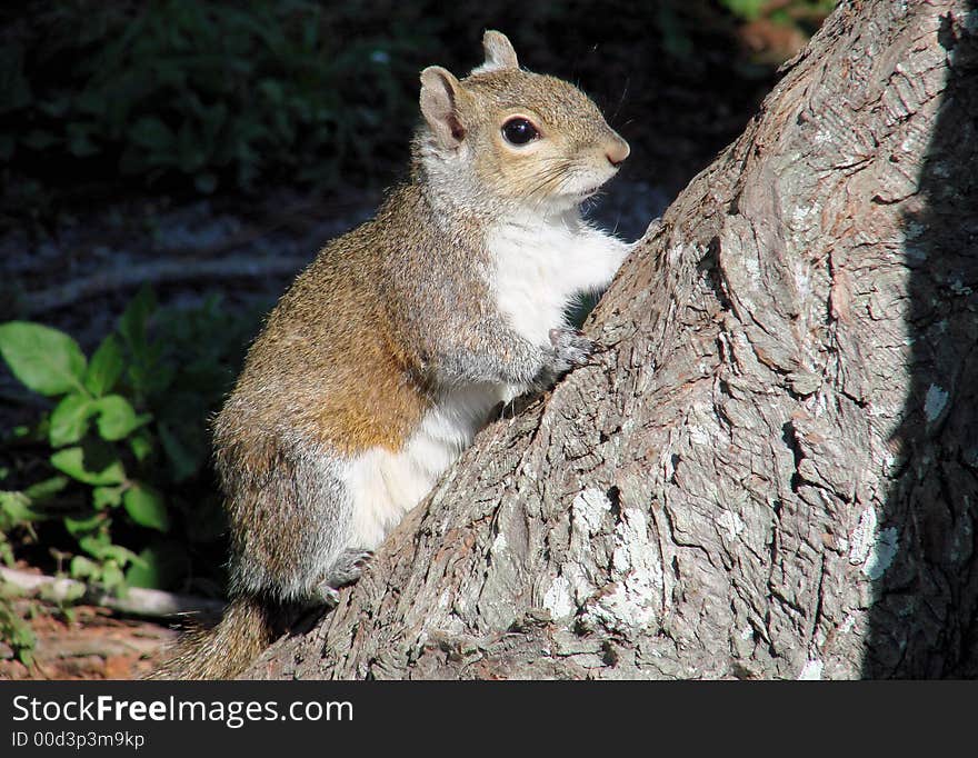 This s a southern squirrel.