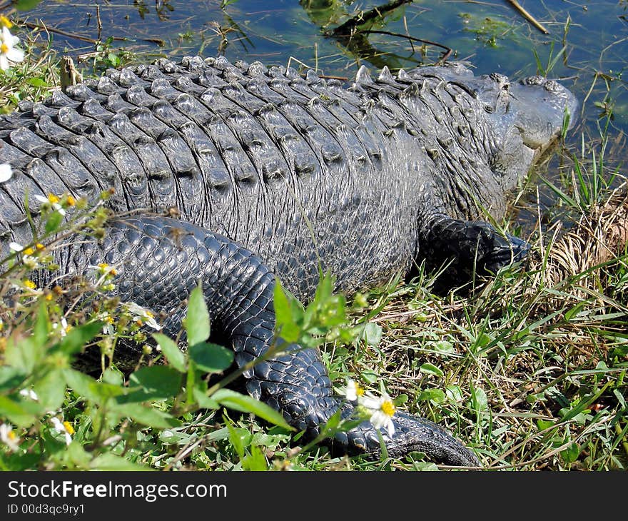 This is a american alligator in the wild. I find them in lakes and swamps, throughout florida.