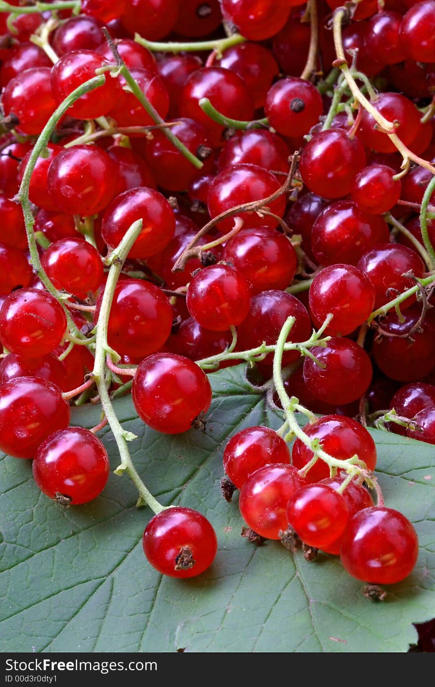 Red currant on the table