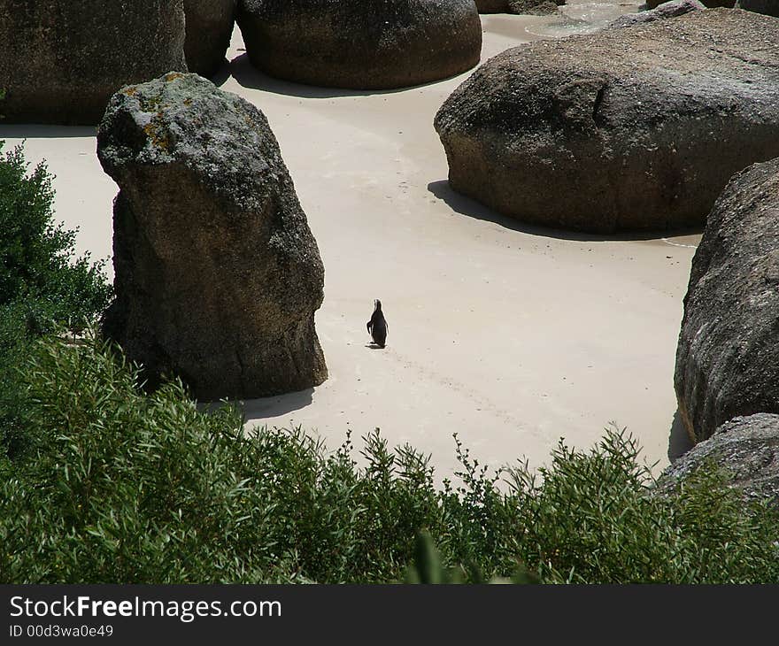 Long Penguin on a beach. Long Penguin on a beach