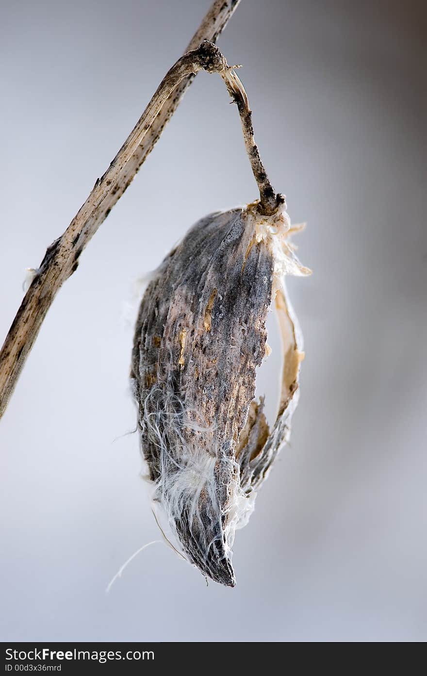 Frozen Milkweed Pod