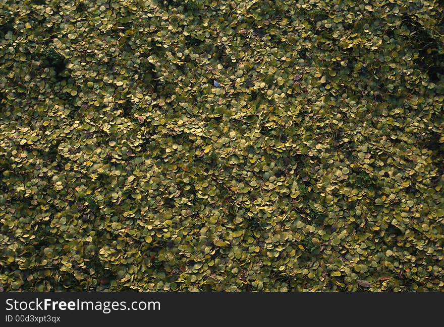 A pattern made of fallen green leaves