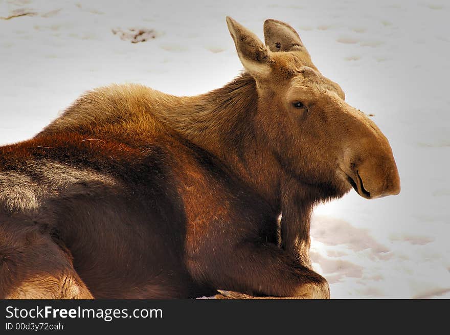 Moose with ears up lying on the snow