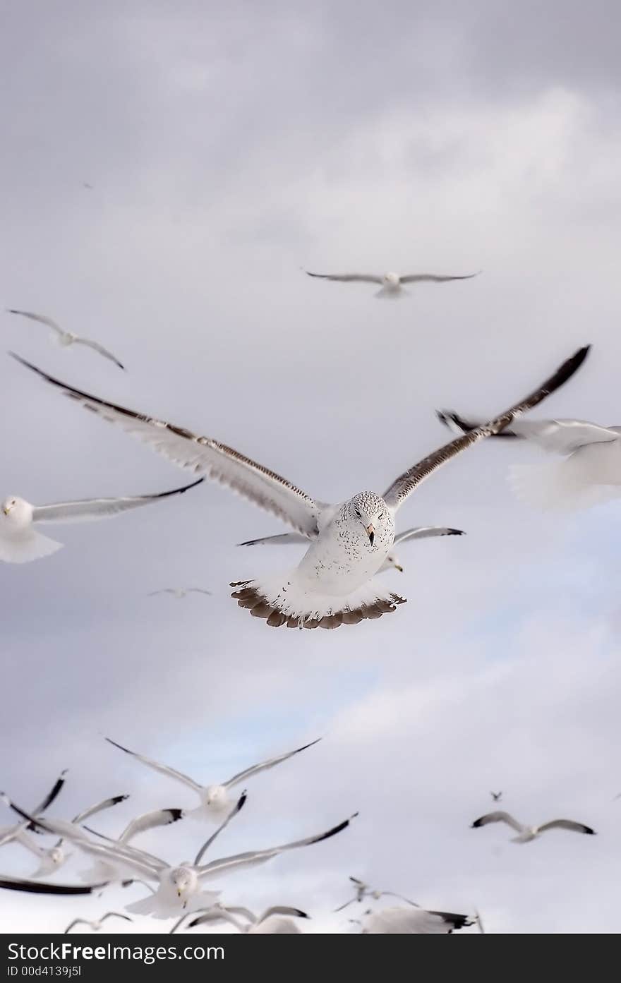 Seagull Flight