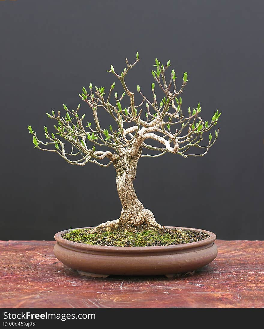 Eonymus as bonsai in spring