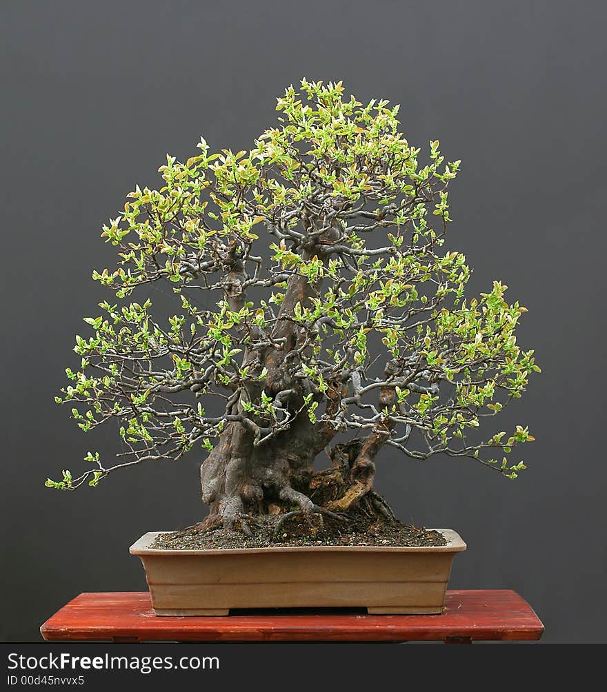 Chinese quince as bonsai in spring