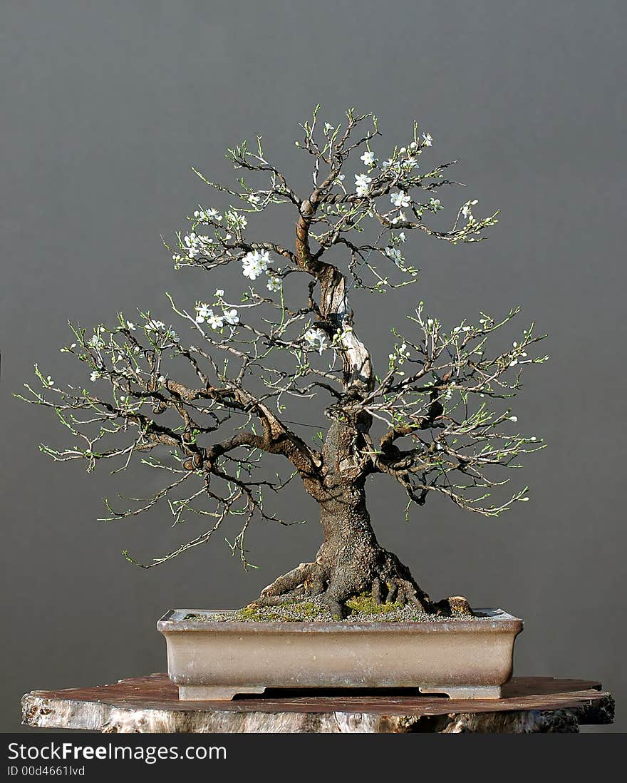 Wild Cherry As Bonsai In Spring