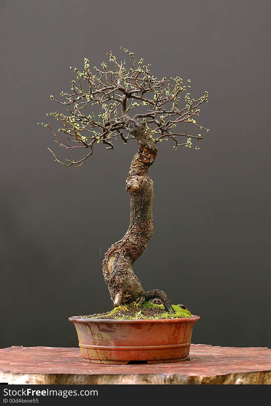 Blackthorn bonsai in spring