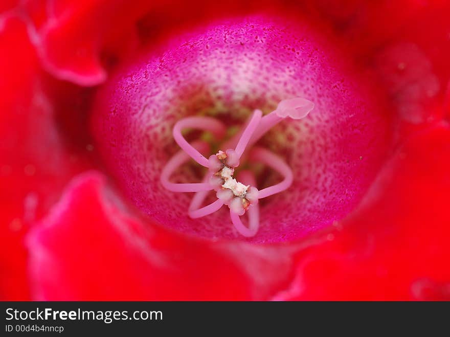 Close up of red flower. Close up of red flower