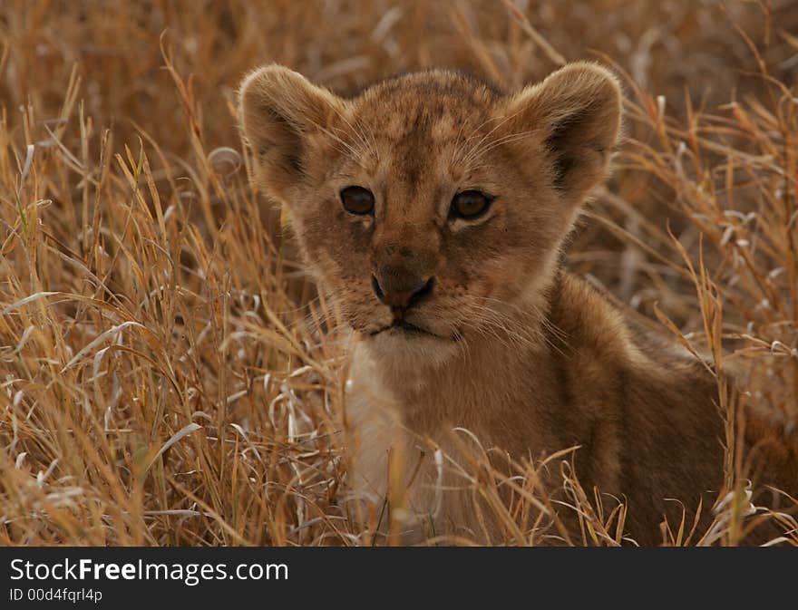 Baby lion in the grass of Serengeti national park of Tanzania.