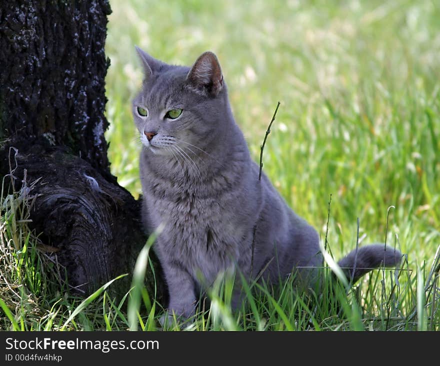 Portrait of a gray cat sitting next to a tree in a green field.