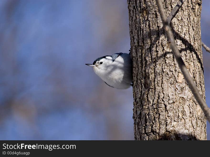 Nuthatches in the forest near Montreal in winter.