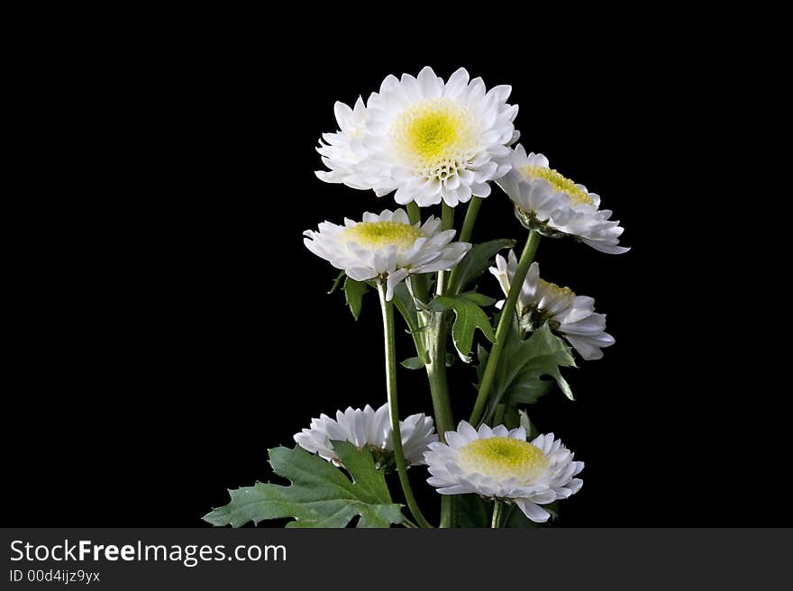 White Daisy against a black background.