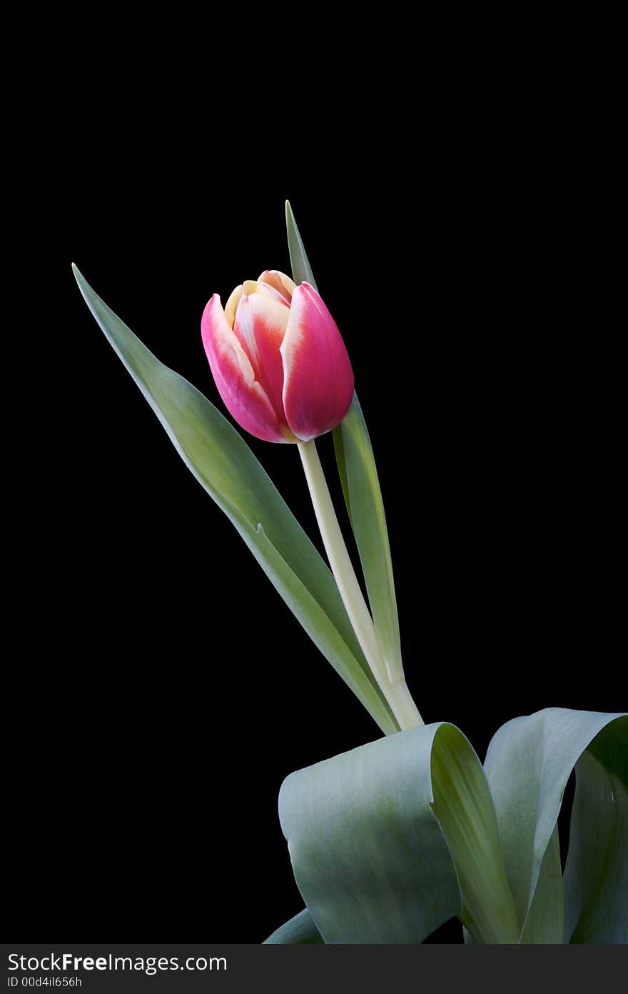 Pink tulip against a black background.