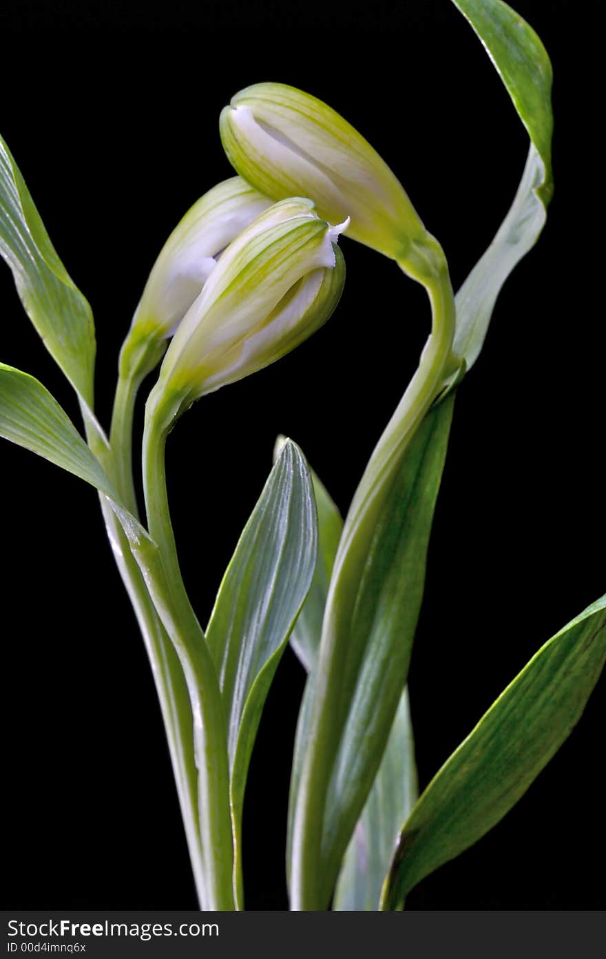 White Austromaria against a black background.