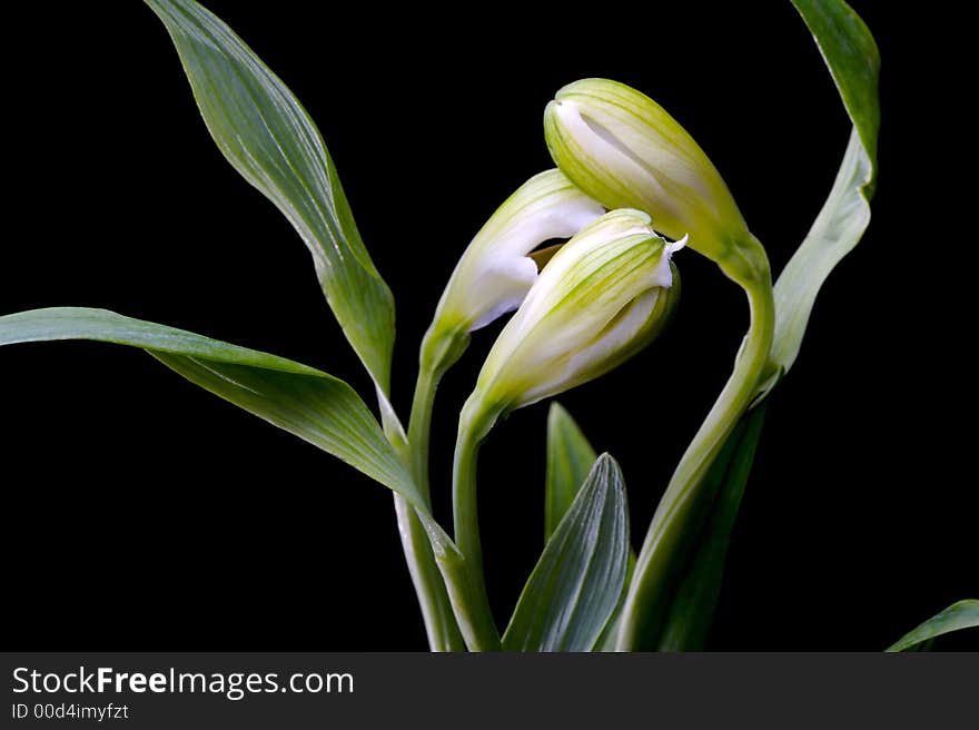 White Austromaria against a black background.